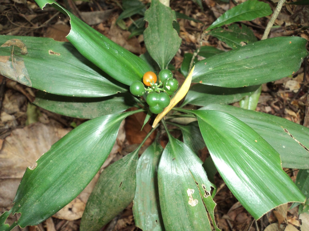 Dracaena thwaitesii Regel